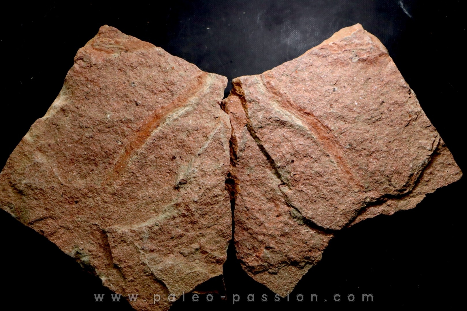 vers primitif: palaeoscolex tenensis - Ordovicien El Caid Rami, Maroc