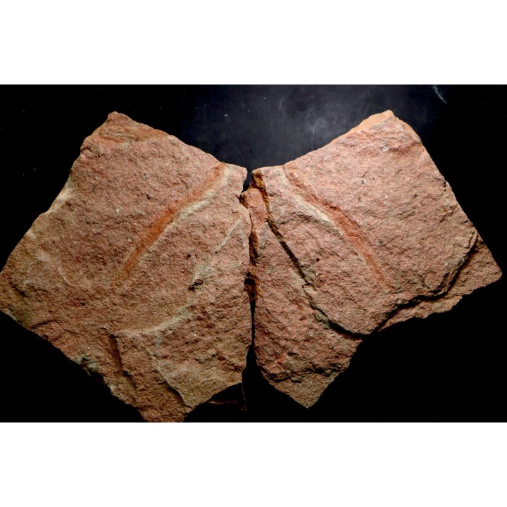 vers primitif: palaeoscolex tenensis - Ordovicien  El Caid Rami, Maroc