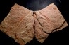 vers primitif: palaeoscolex tenensis - Ordovicien El Caid Rami, Maroc