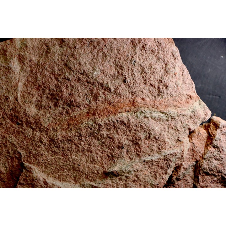 palaeoscolex tenensis  - Ordovician - El Kaid Erami, Morocco