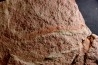 palaeoscolex tenensis  - Ordovician - El Kaid Erami, Morocco