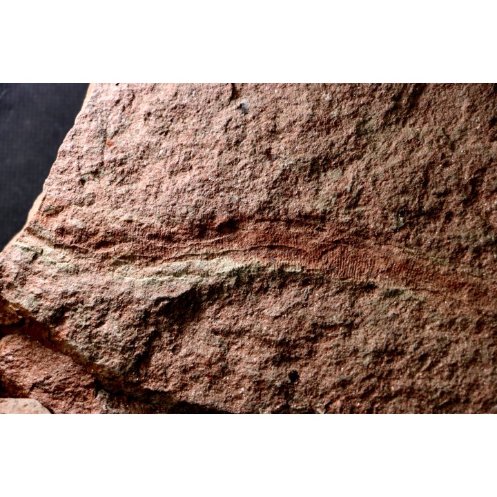 vers primitif: palaeoscolex tenensis - Ordovicien  El Caid Rami, Maroc