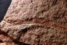 vers primitif: palaeoscolex tenensis - Ordovicien El Caid Rami, Maroc