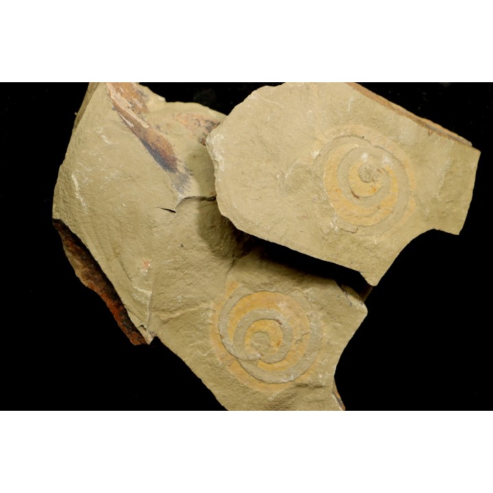 palaeoscolex tenensis - Ordovician - Fezouata fmt - Morocco