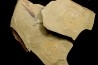 vers primitif: palaeoscolex tenensis - Ordovicien - Fezouata fmt, Maroc