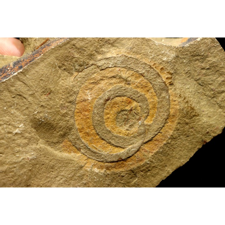 vers primitif: palaeoscolex tenensis - Ordovicien - Fezouata fmt, Maroc
