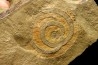 vers primitif: palaeoscolex tenensis - Ordovicien - Fezouata fmt, Maroc