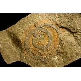 vers primitif: palaeoscolex tenensis - Ordovicien - Fezouata fmt, Maroc