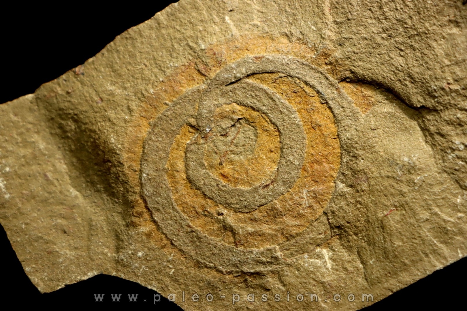 palaeoscolex tenensis - Ordovician - Fezouata fmt - Morocco