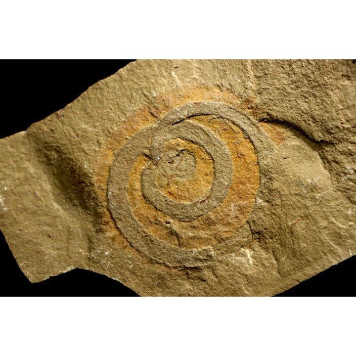 palaeoscolex tenensis - Ordovician - Fezouata fmt - Morocco