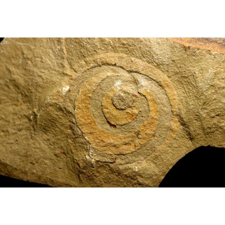 vers primitif: palaeoscolex tenensis - Ordovicien - Fezouata fmt, Maroc