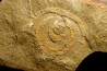 vers primitif: palaeoscolex tenensis - Ordovicien - Fezouata fmt, Maroc