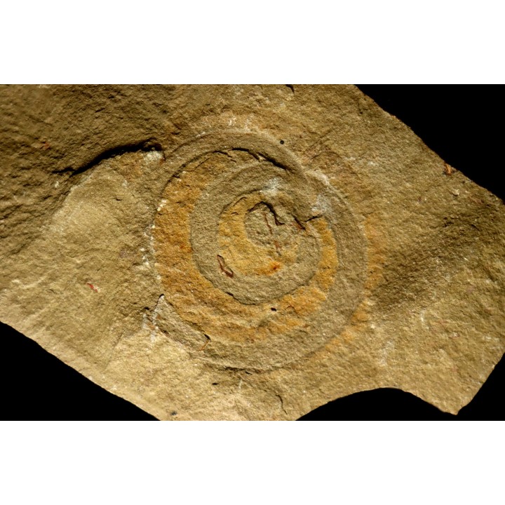 vers primitif: palaeoscolex tenensis - Ordovicien - Fezouata fmt, Maroc