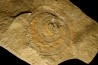 palaeoscolex tenensis - Ordovician - Fezouata fmt - Morocco