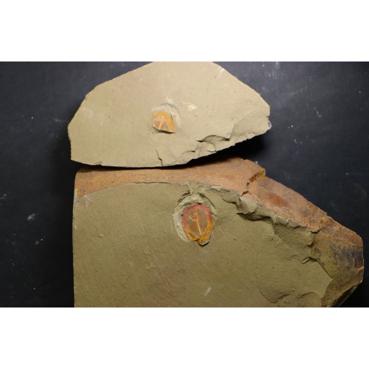 Enosiaspis hrungnir (legg, 2016)  - Ordovician - Fezouata fmt - Morocco