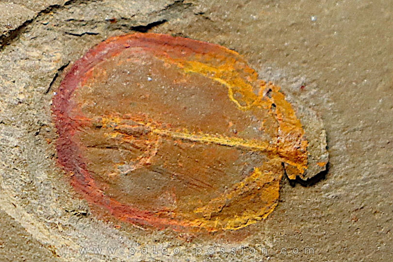 Enosiaspis hrungnir (legg, 2016) - Ordovician - Fezouata fmt - Morocco