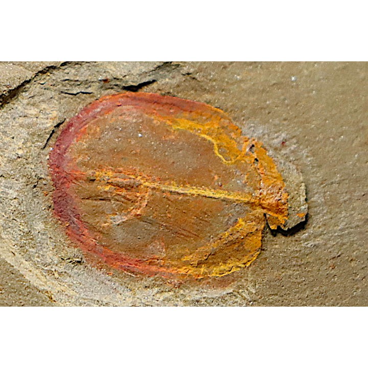 Enosiaspis hrungnir (legg, 2016)  - Ordovicien - Fezouata fmt, Maroc