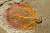Enosiaspis hrungnir (legg, 2016) - Ordovician - Fezouata fmt - Morocco