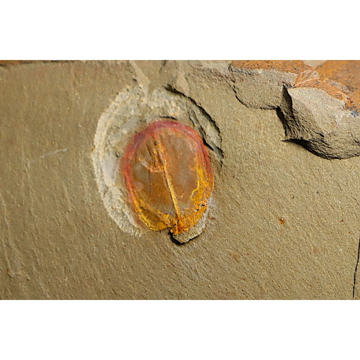 Enosiaspis hrungnir (legg, 2016)  - Ordovician - Fezouata fmt - Morocco