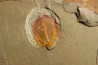Enosiaspis hrungnir (legg, 2016)  - Ordovicien - Fezouata fmt, Maroc