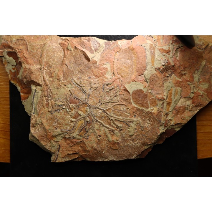 paradelograptus norvegicus (Monsen, 1937) - Ordovician - Fezouata fmt - Morocco
