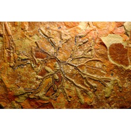 paradelograptus norvegicus (Monsen, 1937) - Ordovicien - Fezouata fmt, Maroc