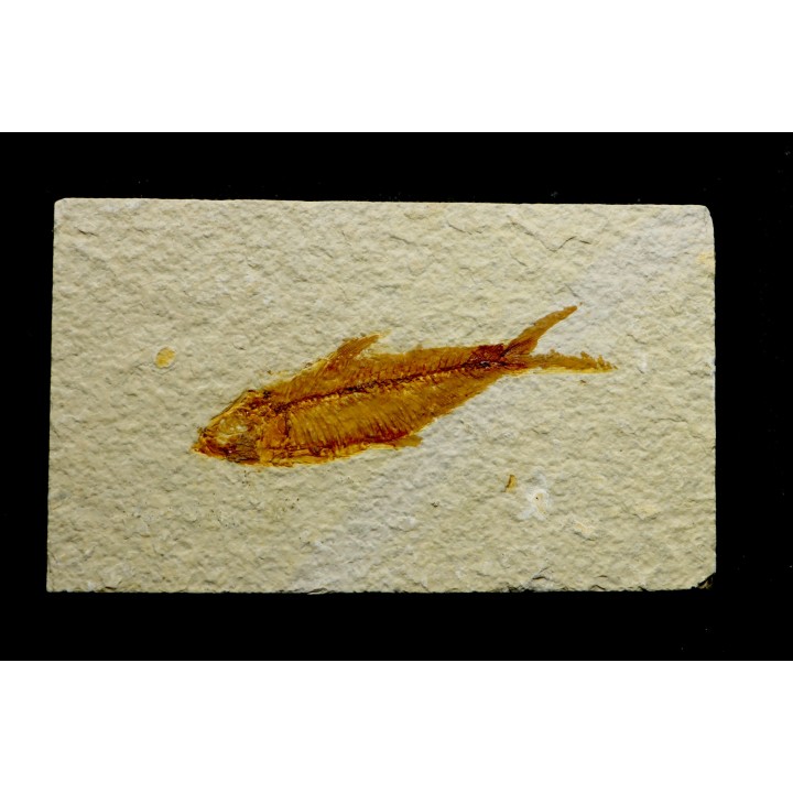 poisson fossile KNIGHTIA EOCAENA - USA