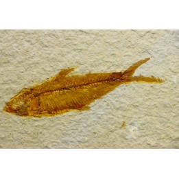 KNIGHTIA EOCAENA