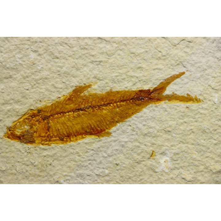 poisson fossile KNIGHTIA EOCAENA - USA