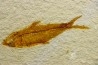 KNIGHTIA EOCAENA