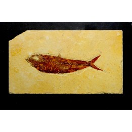 KNIGHTIA EOCAENA