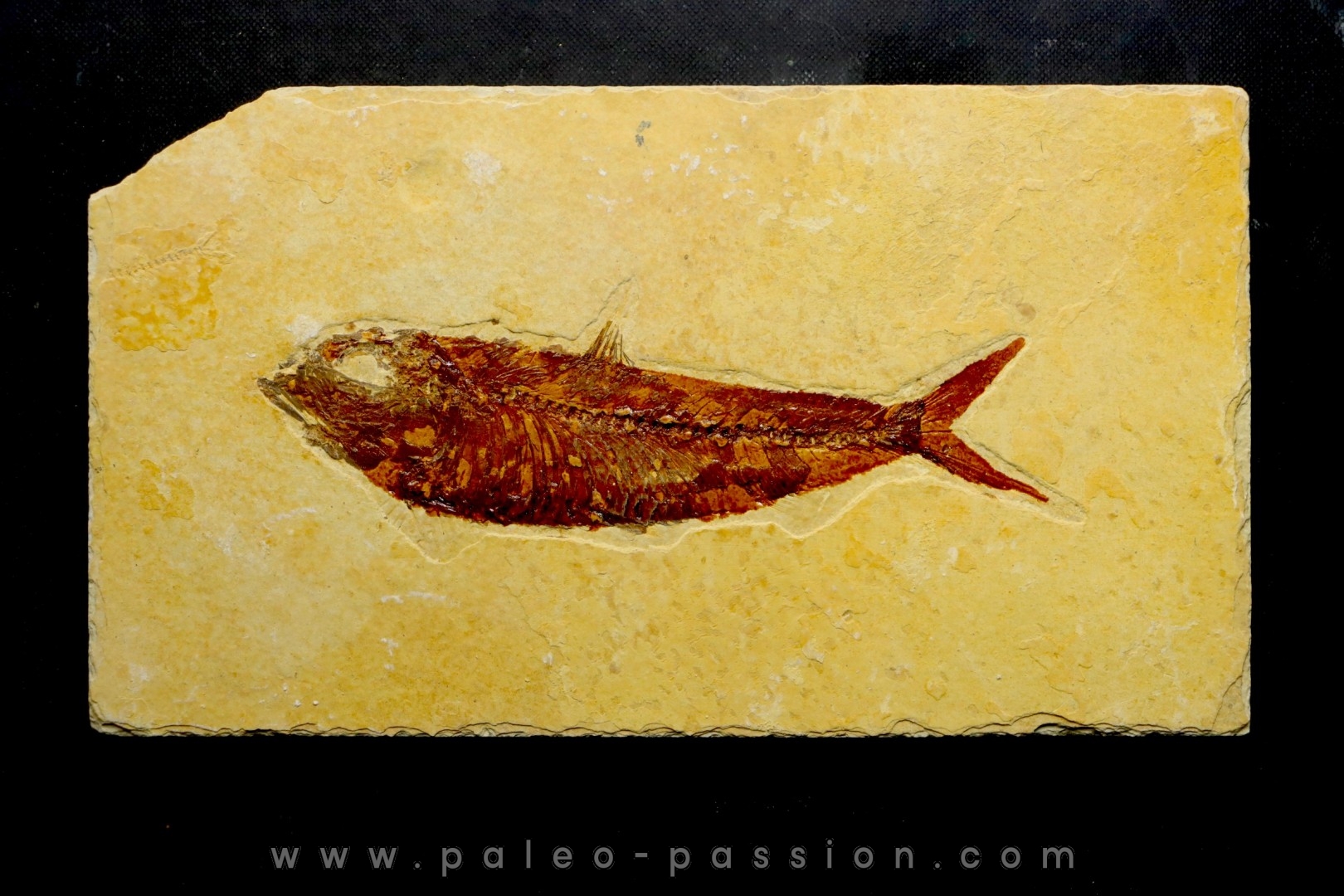 poisson fossile KNIGHTIA EOCAENA - USA