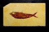 poisson fossile KNIGHTIA EOCAENA - USA