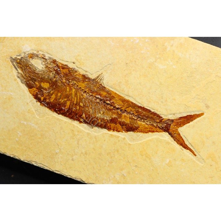 KNIGHTIA EOCAENA