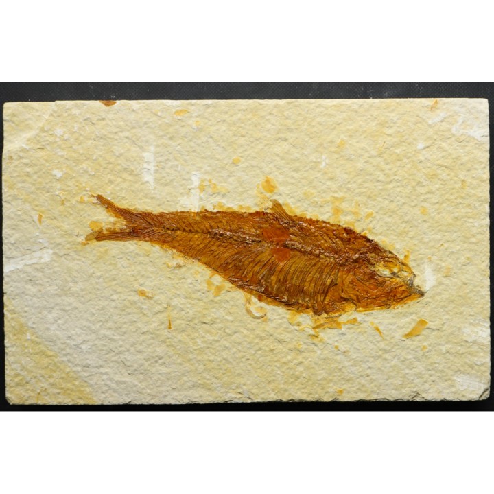 KNIGHTIA EOCAENA