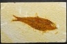KNIGHTIA EOCAENA