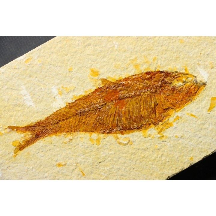KNIGHTIA EOCAENA