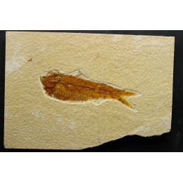 poisson fossile KNIGHTIA EOCAENA - USA