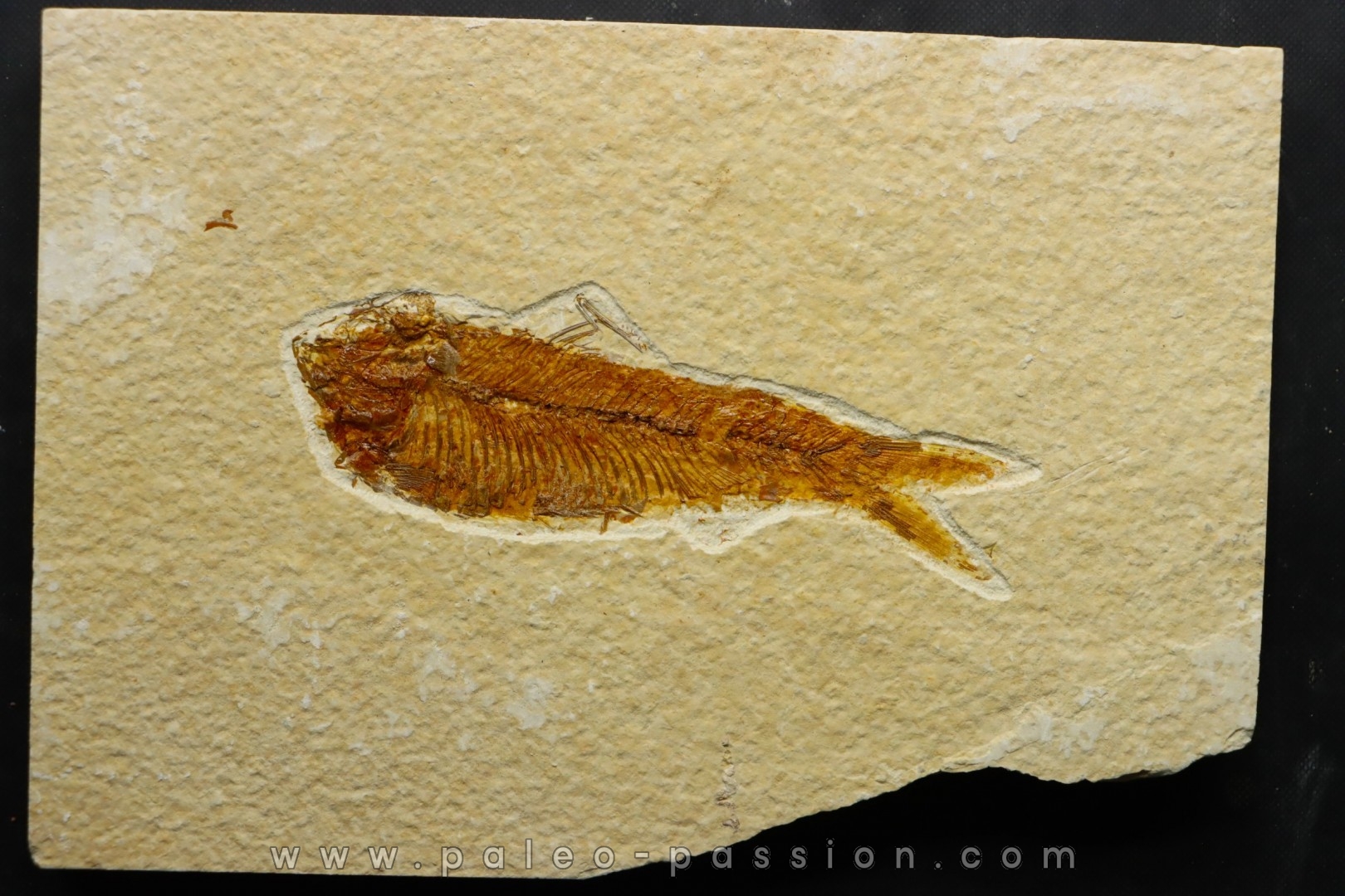poisson fossile KNIGHTIA EOCAENA - USA