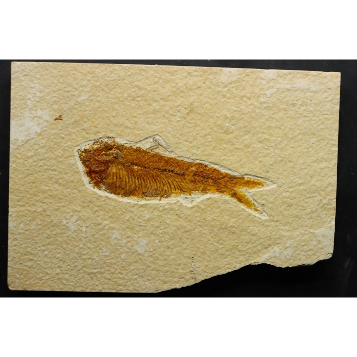 KNIGHTIA EOCAENA
