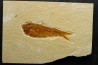 KNIGHTIA EOCAENA