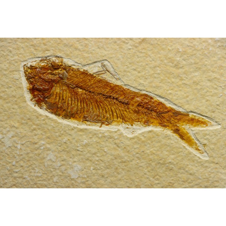 poisson fossile KNIGHTIA EOCAENA - USA