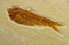 poisson fossile KNIGHTIA EOCAENA - USA