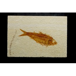 KNIGHTIA EOCAENA