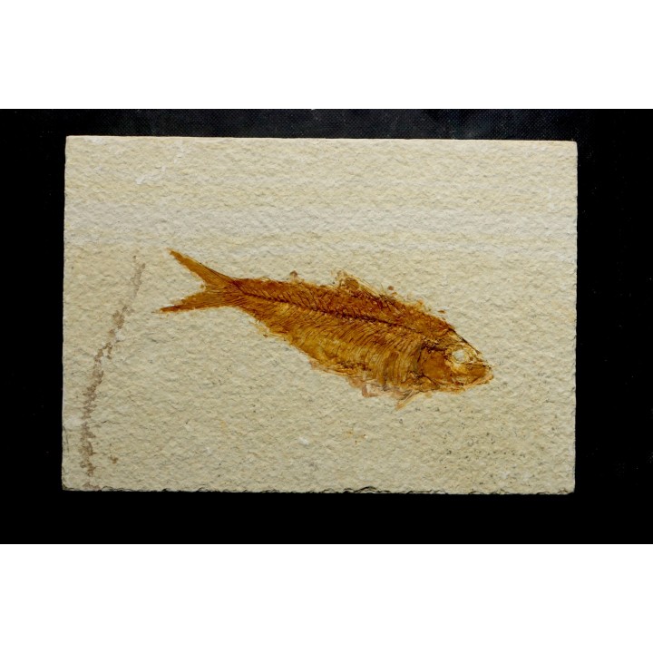 KNIGHTIA EOCAENA