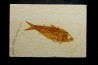 poisson fossile KNIGHTIA EOCAENA - USA