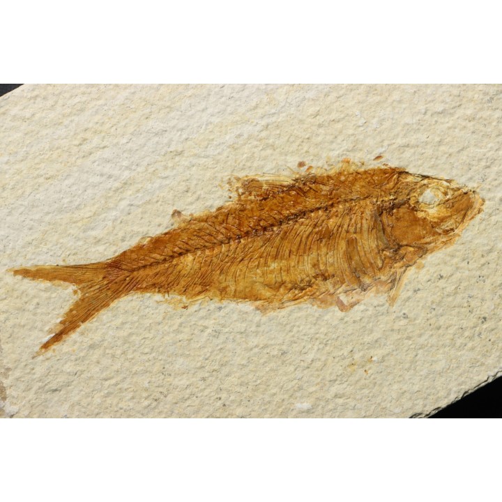 poisson fossile KNIGHTIA EOCAENA - USA