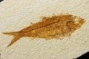 KNIGHTIA EOCAENA