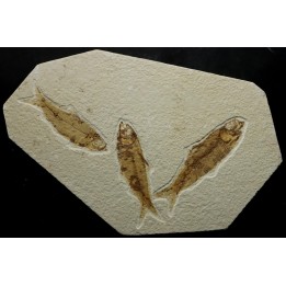 poisson fossile KNIGHTIA EOCAENA - USA
