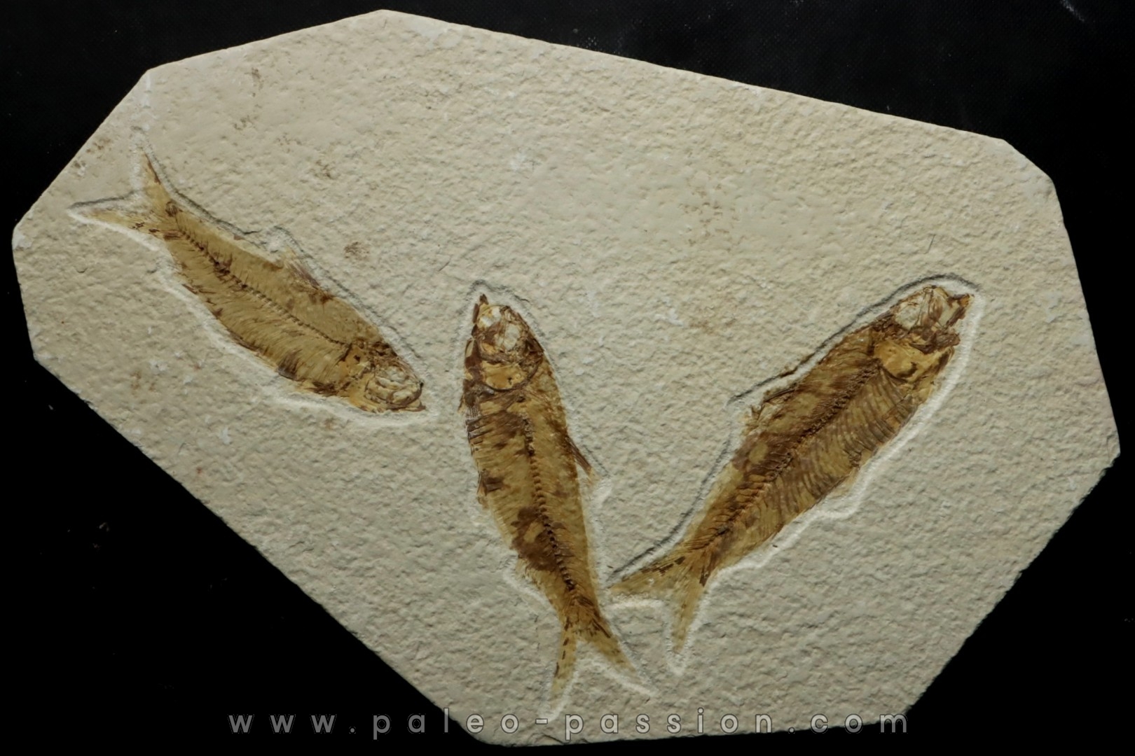 KNIGHTIA EOCAENA